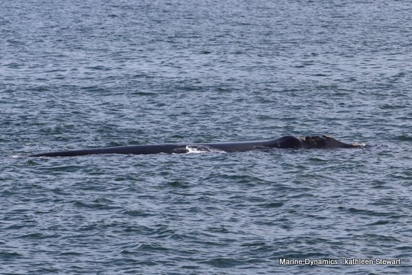 Southern Right Whale, South Africa